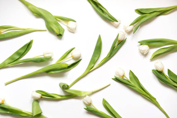 istock White tulip arranged on white. Top view. Floral pattern. 1129585042