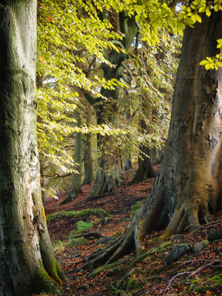 istock Hillside woods  in West Yorkshire with old beech trees framing a dirt pathway in Summer 1129585192
