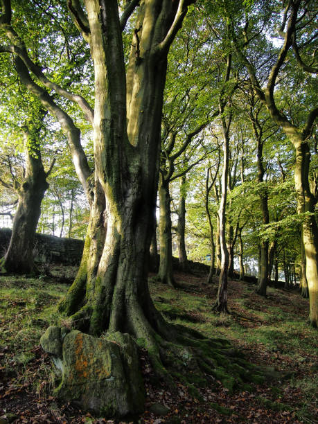 istock Hillside woodland in West Yorkshire with old tall ancient beech trees in sunlight and shadow  in Summer 1129585201