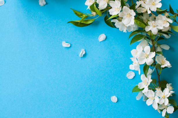 istock Beautiful apple blossom layout on blue background. 1129587441