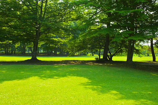 Sunny garden