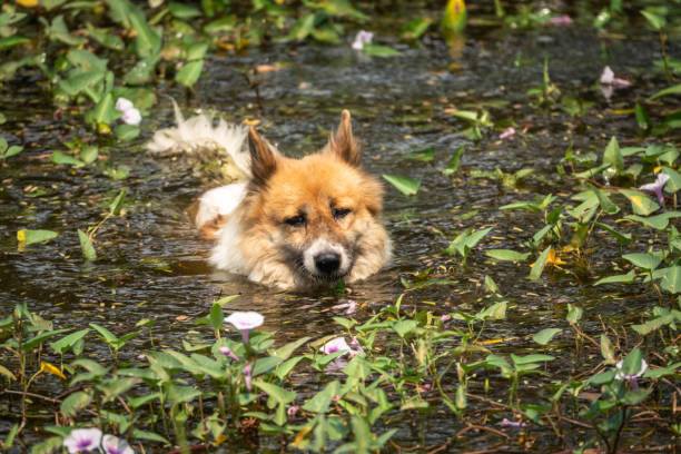 Thai Bangkaew dog enjoys swimming everyday in the pond. Pond has a covering of morning glory.