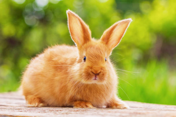 istock beautiful red rabbit on natural green background 1129590384