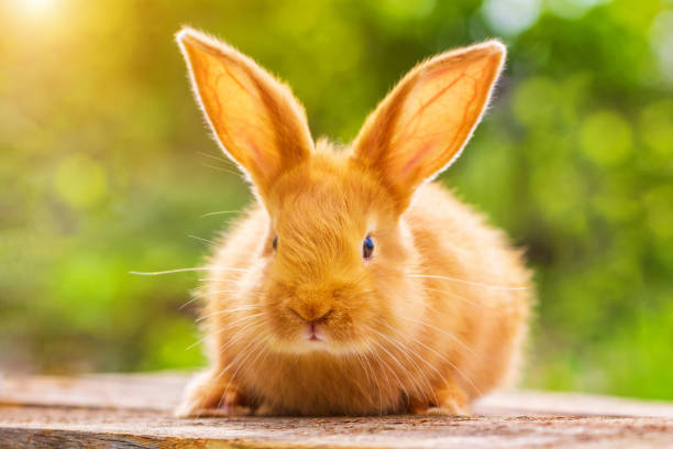 istock beautiful red rabbit on natural green background 1129590386