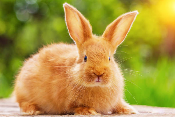 istock beautiful red rabbit on natural green background 1129590415