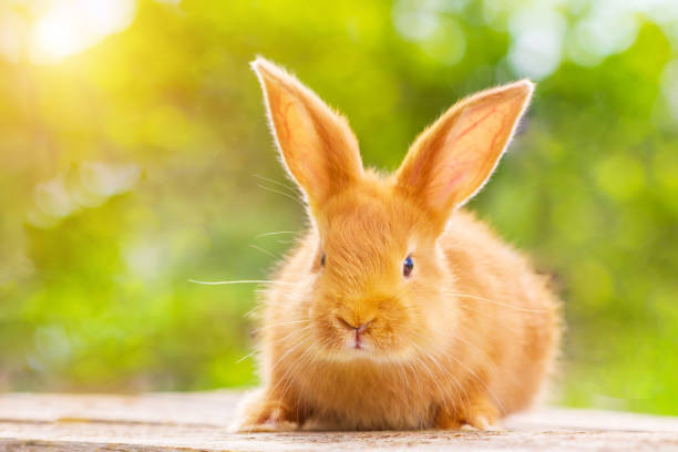 istock beautiful red rabbit on natural green background 1129590423