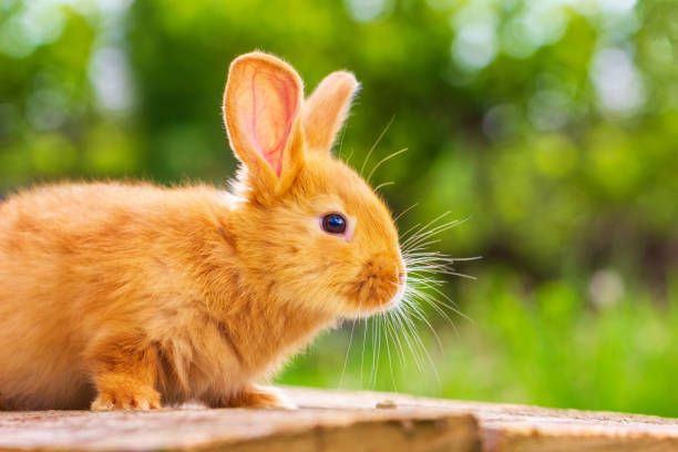 istock beautiful red rabbit on natural green background 1129590424