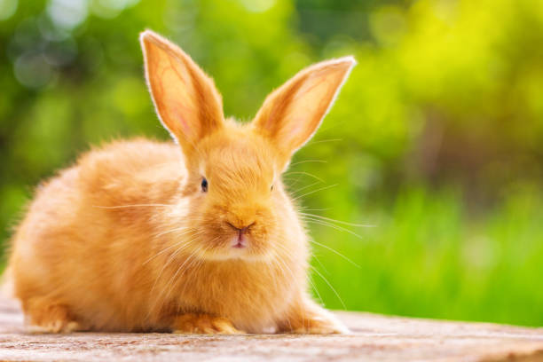 istock beautiful red rabbit on natural green background 1129590433