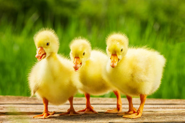 istock three small yellow goose on natural green background 1129590454