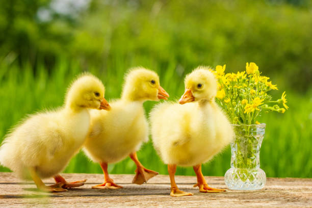 istock three small yellow goose on natural green background 1129590479