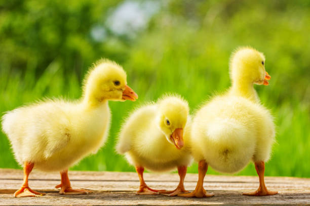 istock three small yellow goose on natural green background 1129590492