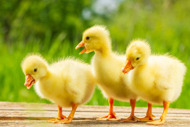 istock three small yellow goose on natural green background 1129590514