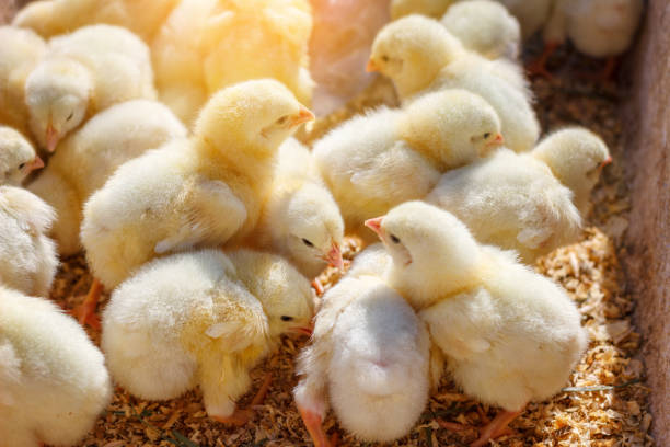 노란 병아리, 가금류 농장의 많은 - eggs animal egg celebration feather 뉴스 사진 이미지