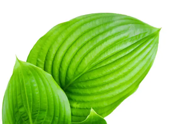 Photo of large green leaves on white isolated background