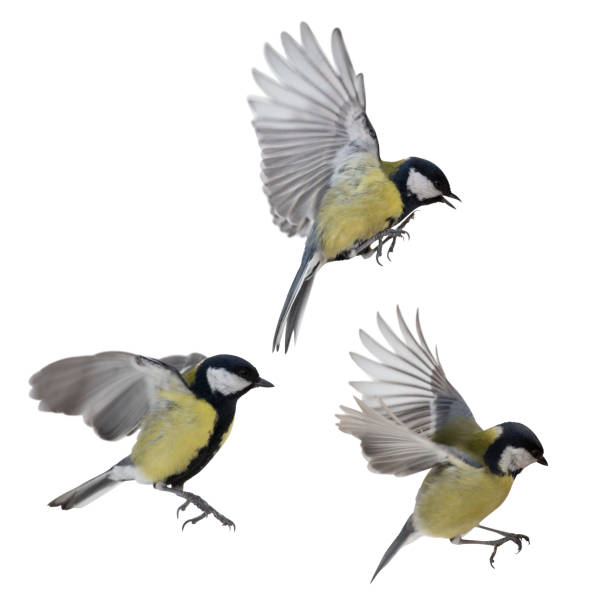 istock photo of three isolated great tit in flight 1129590832