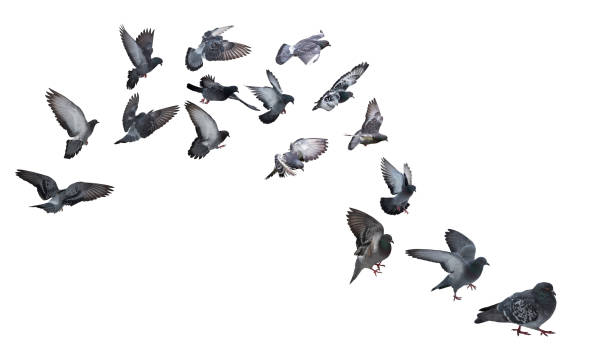 istock isolated on white group of grey pigeons 1129591064