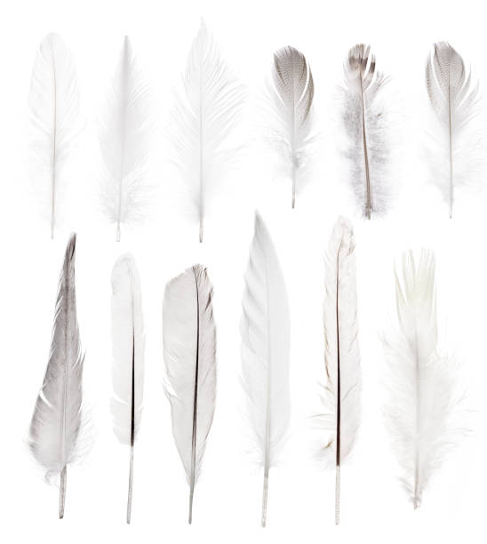 istock set of twelve straight light feathers isolated on white 1129591066