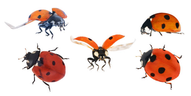 istock set of five ladybugs isolated on white 1129591169