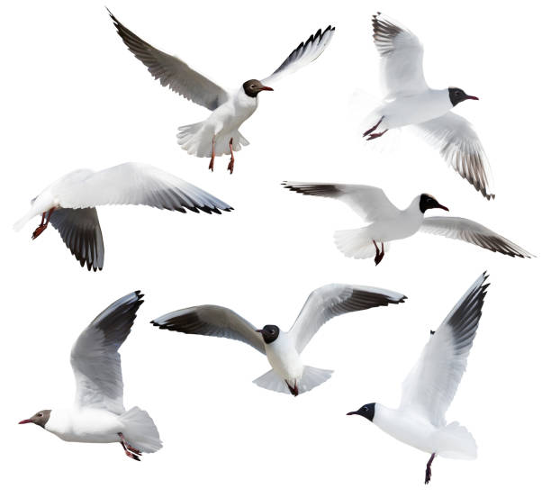 istock cutout seven flying black-headed gulls 1129591172