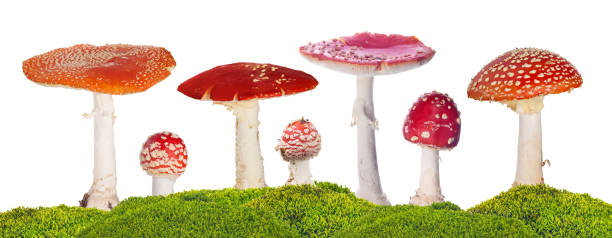 seven fly agarics in green moss isolated on white background