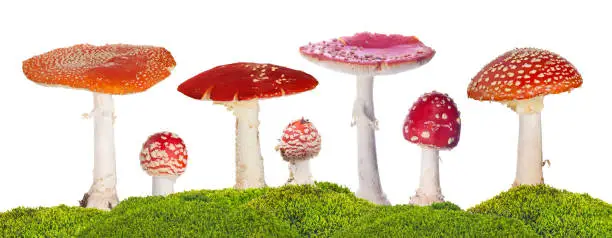 Photo of seven fly agarics in green moss isolated on white