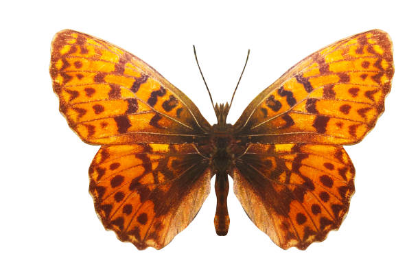 istock tropical yellow butterfly. isolated on white background 1129591324