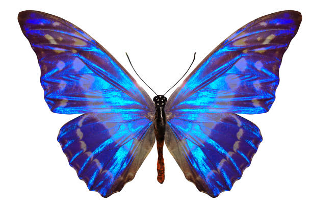 istock tropical blue butterfly. isolated on white background 1129591386