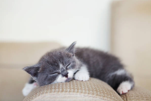 istock Cute little British shorthair kitten sleeping 1129592755