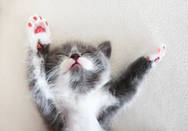istock Cute little British shorthair kitten sleeping 1129593711