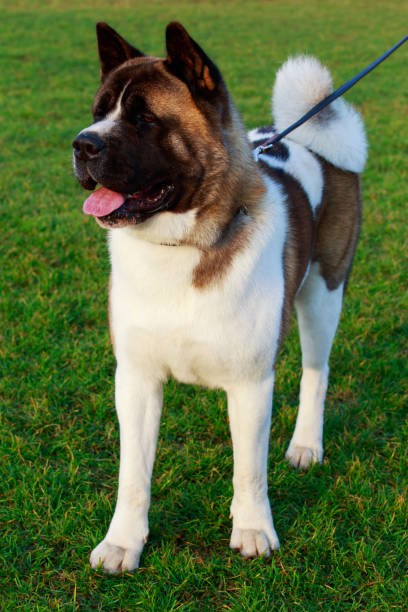 istock Dog breed American Akita 1129598108