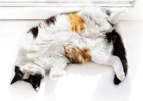 Funny white cat top view lying on back on windowsill indoors.