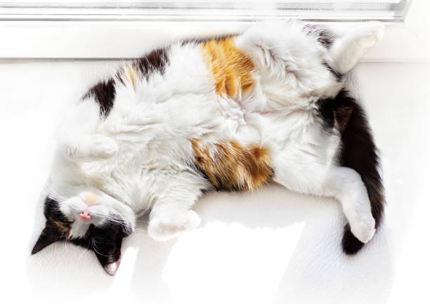 White cat is lying on back on windowsill Funny white cat top view lying on back on windowsill indoors. animal back stock pictures, royalty-free photos & images