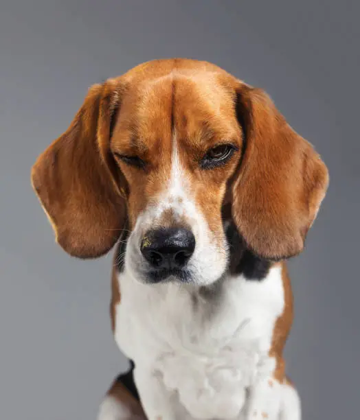 Studio portrait of a purebred Beagle dog. Pet animal is making a face with negative expression. Dog is disappointed against gray background. Vertical studio photography from a DSLR camera. Sharp focus on eyes.