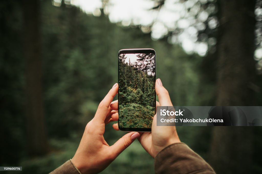 Mujer manos sosteniendo smartphone con foto de bosque de coníferas en pantalla - Foto de stock de Teléfono libre de derechos