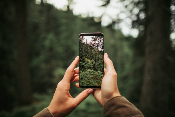 スマート フォン ディスプレイ上における針葉樹林の写真を保持している女性の手 - 森林 写真 ストックフォトと画像