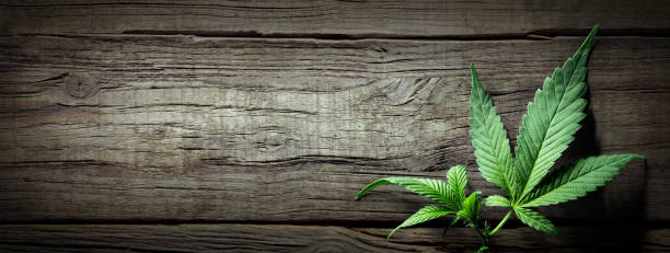 Cannabis Sativa Leaves On Wooden Table - Medical Legal Marijuana Cannabis Sativa light With Down THC For Medical Treatment hashish photos stock pictures, royalty-free photos & images