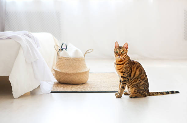 istock Bengal cat with green eyes in the bedroom 1129601705