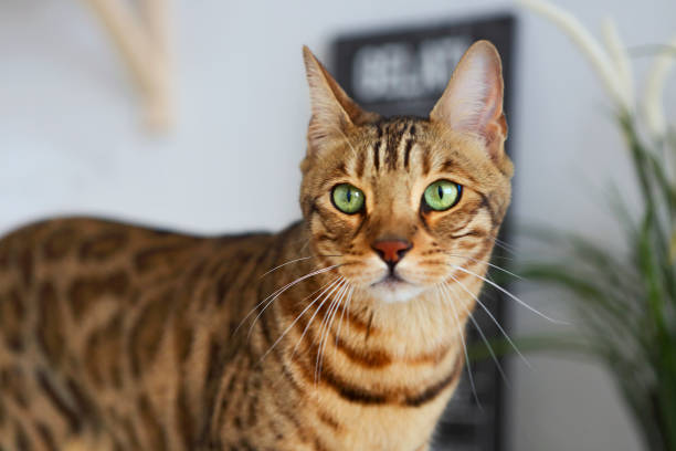 istock Beautiful bengal cat on white kitchen table  with the plant 1129601772