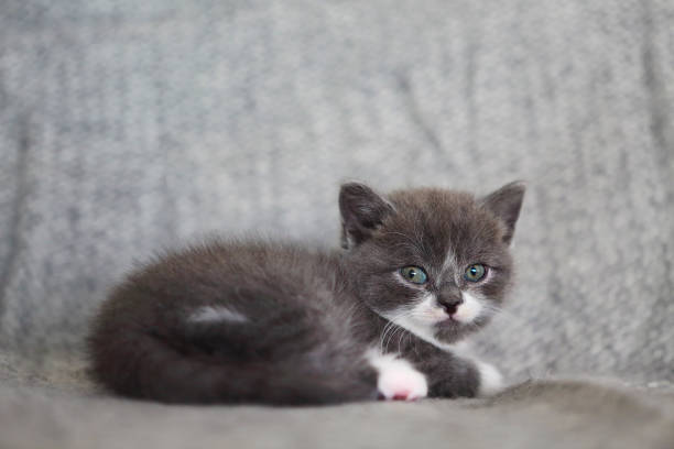 istock Cute little British shorthair kitten 1129601861