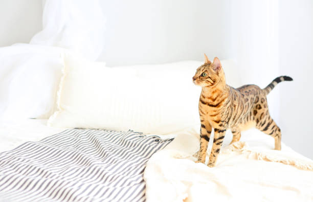 istock Bengal cat with green eyes in the bedroom 1129601965