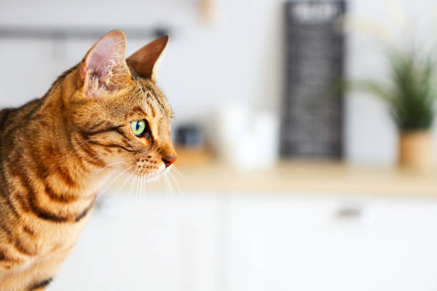 istock Bengal cat on white background sits sideways, looks aside 1129602031