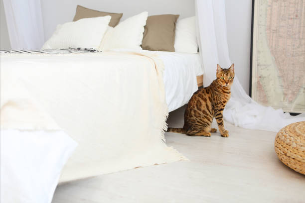 Bengal cat with green eyes in the bedroom