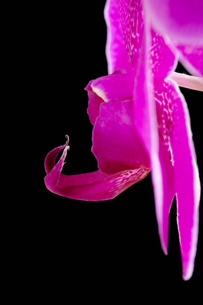 istock purple orchid closeup on black background. side view 1129603142