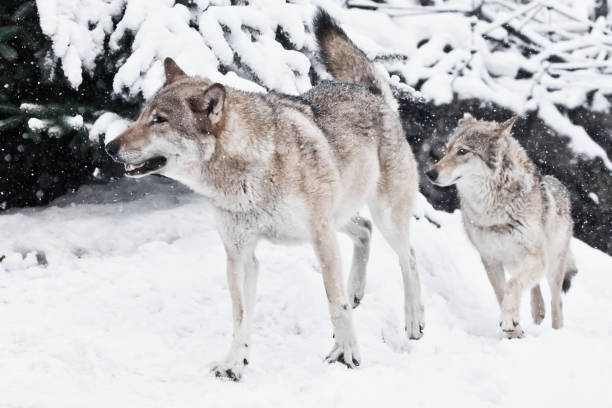 istock A pair of wolves (male and female) quickly run together 1129603229