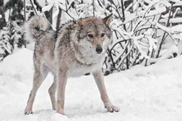istock female wolf large plvnom against the snow-covered trees 1129603262
