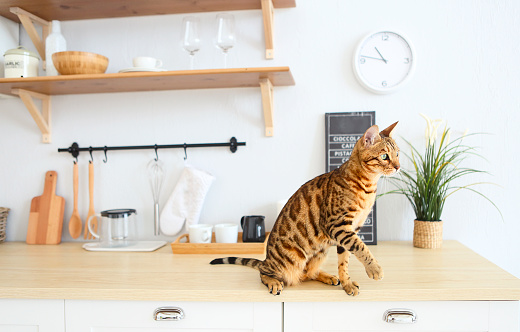 Bengal cat on white background sits sideways, looks aside. Cat on the Kitchen