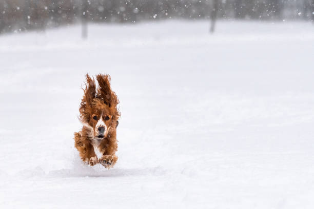 istock Cocker Spaniel Dog Pet Playing in the Snow 1129603340