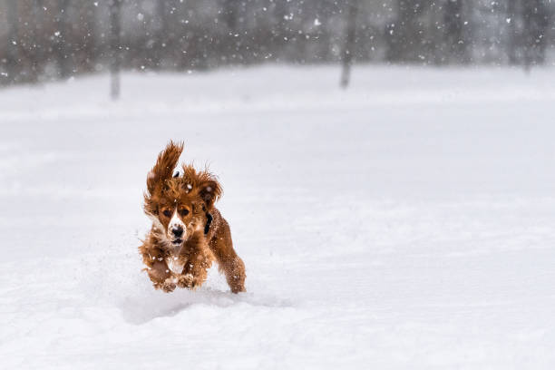 istock Cocker Spaniel Dog Pet Playing in the Snow 1129603345