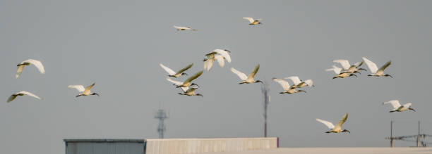istock Flock of Black-headed ibis flying 1129603797