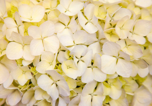 istock abundant flowers of  french hydrangea 1129603977